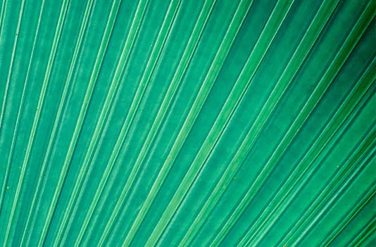 green lines closeup macro of leaf veins