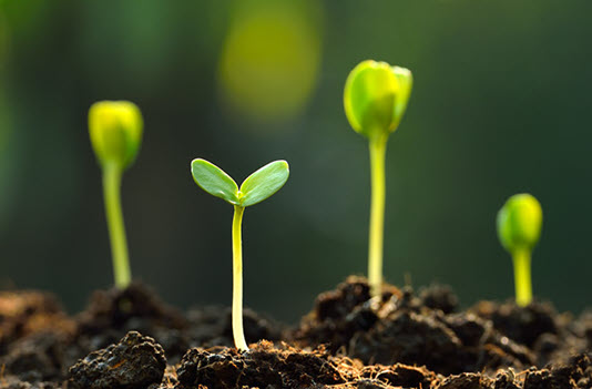 newly sprouted plants