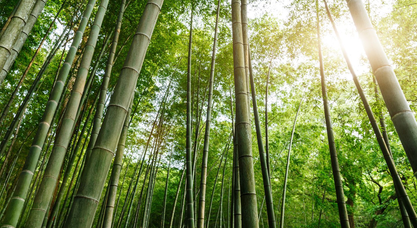 Bamboo forest